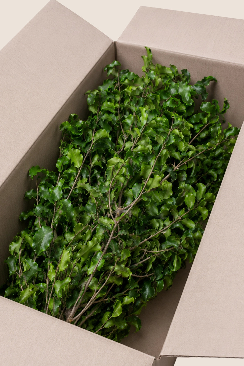 Pittosporum bulk