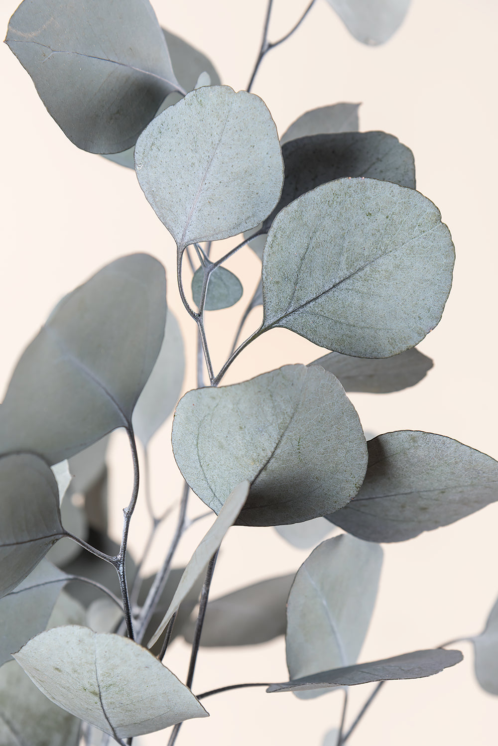 Populus