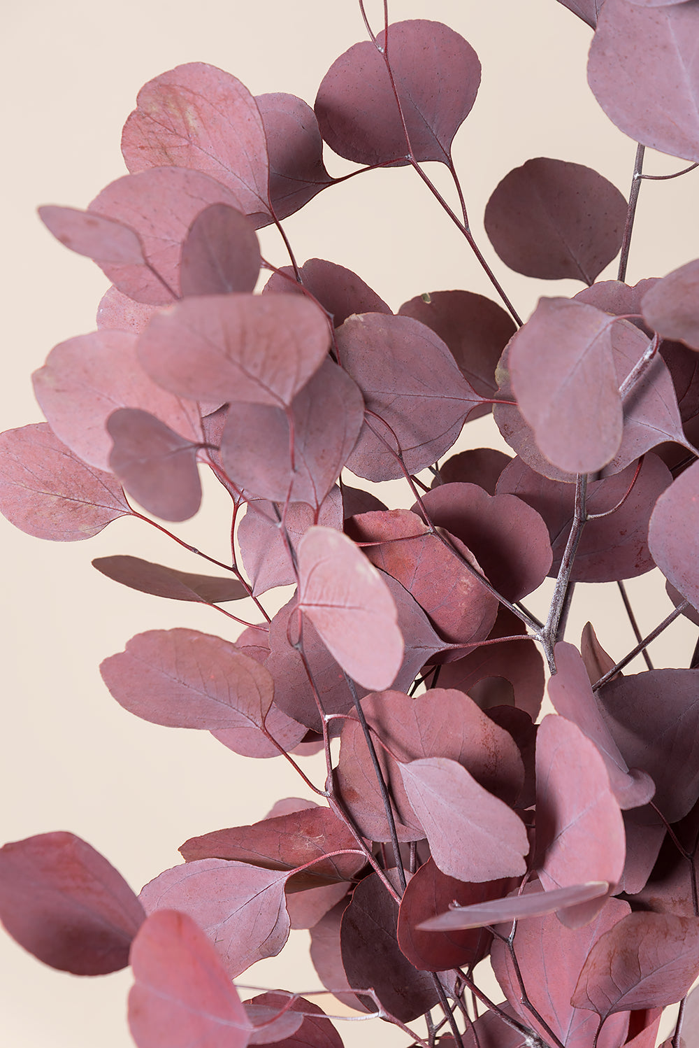 Populus