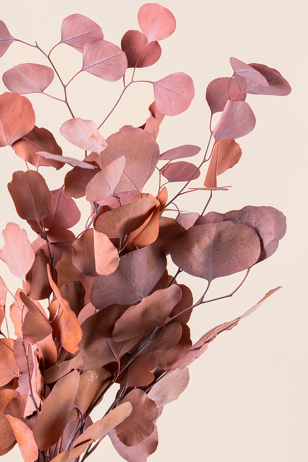 Populus