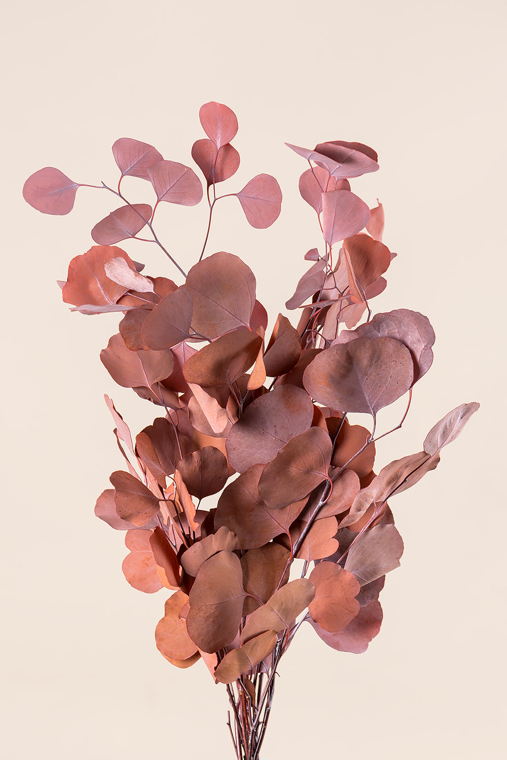 Populus