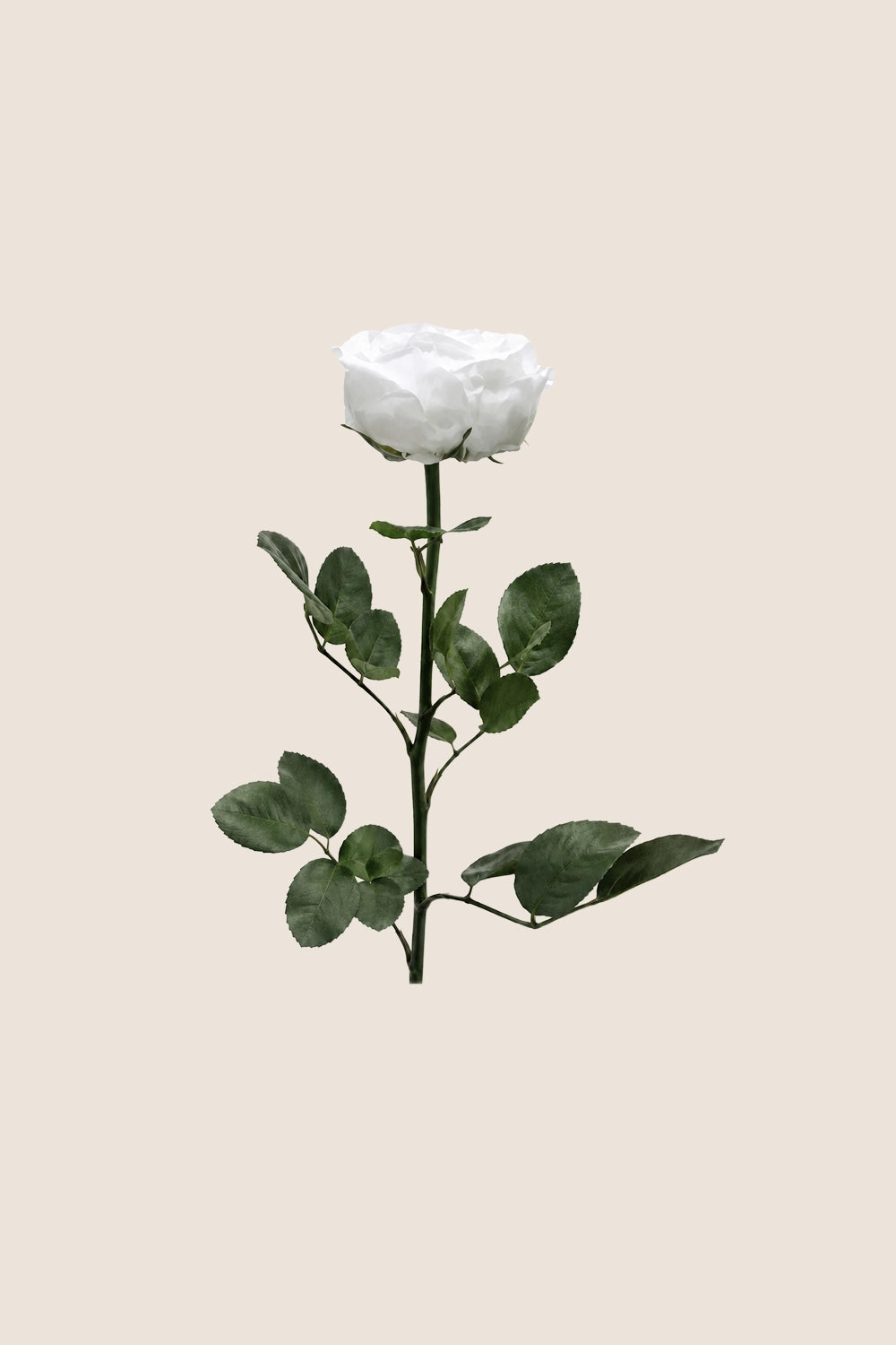 Mini-rosiers de jardin en vrac - Paquet de 25 u.