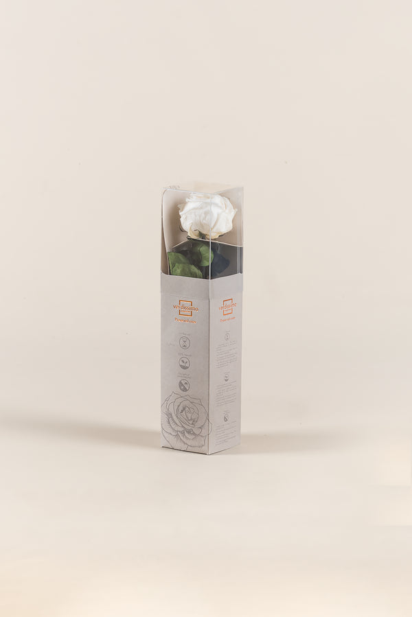 Mini Garden Stem Rose - Pack 25 u.