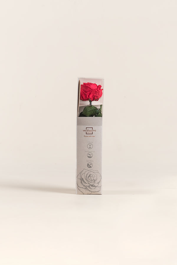 Mini Garden Stem Rose - Pack 25 u.
