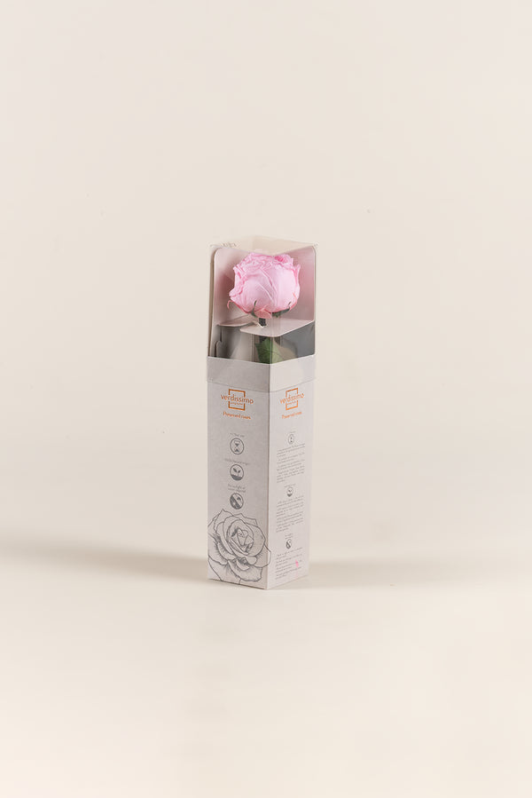 Mini Garden Stem Rose - Pack 25 u.