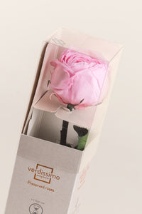 Rose pâle