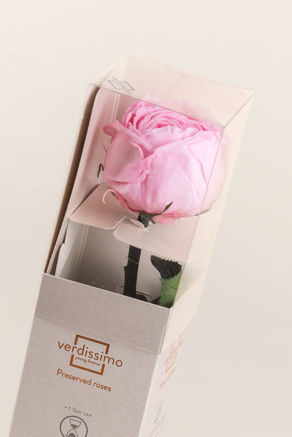 Mini Garden Stem Rose - Pack 25 u.