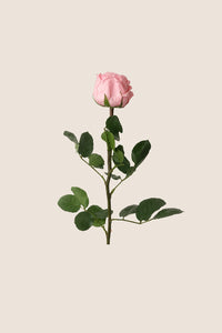 Rose pâle
