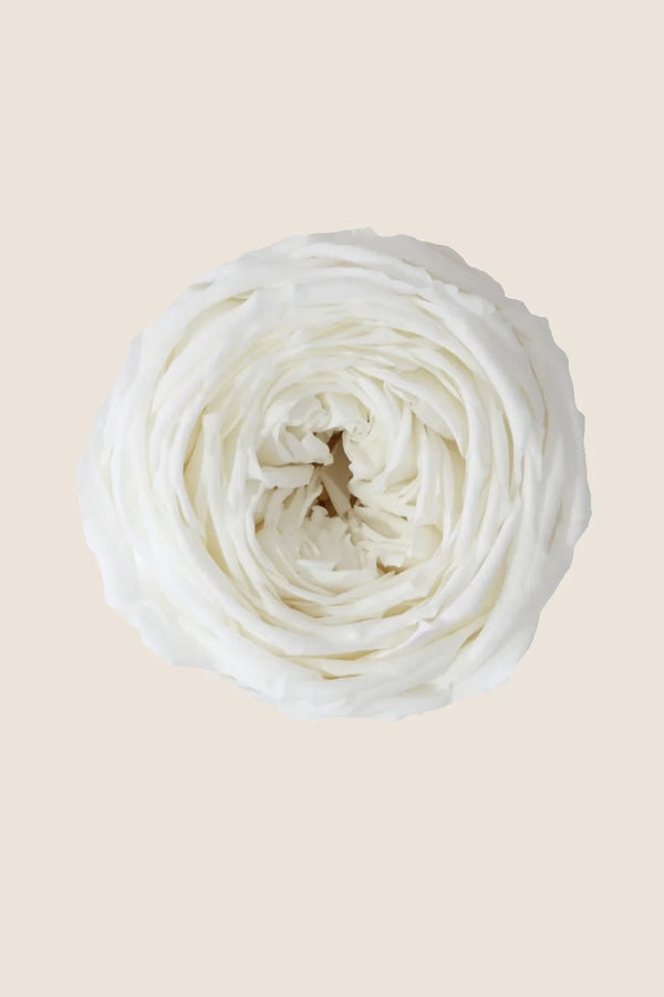Mini Garden Stem Rose Bulk - Pack 25 u.