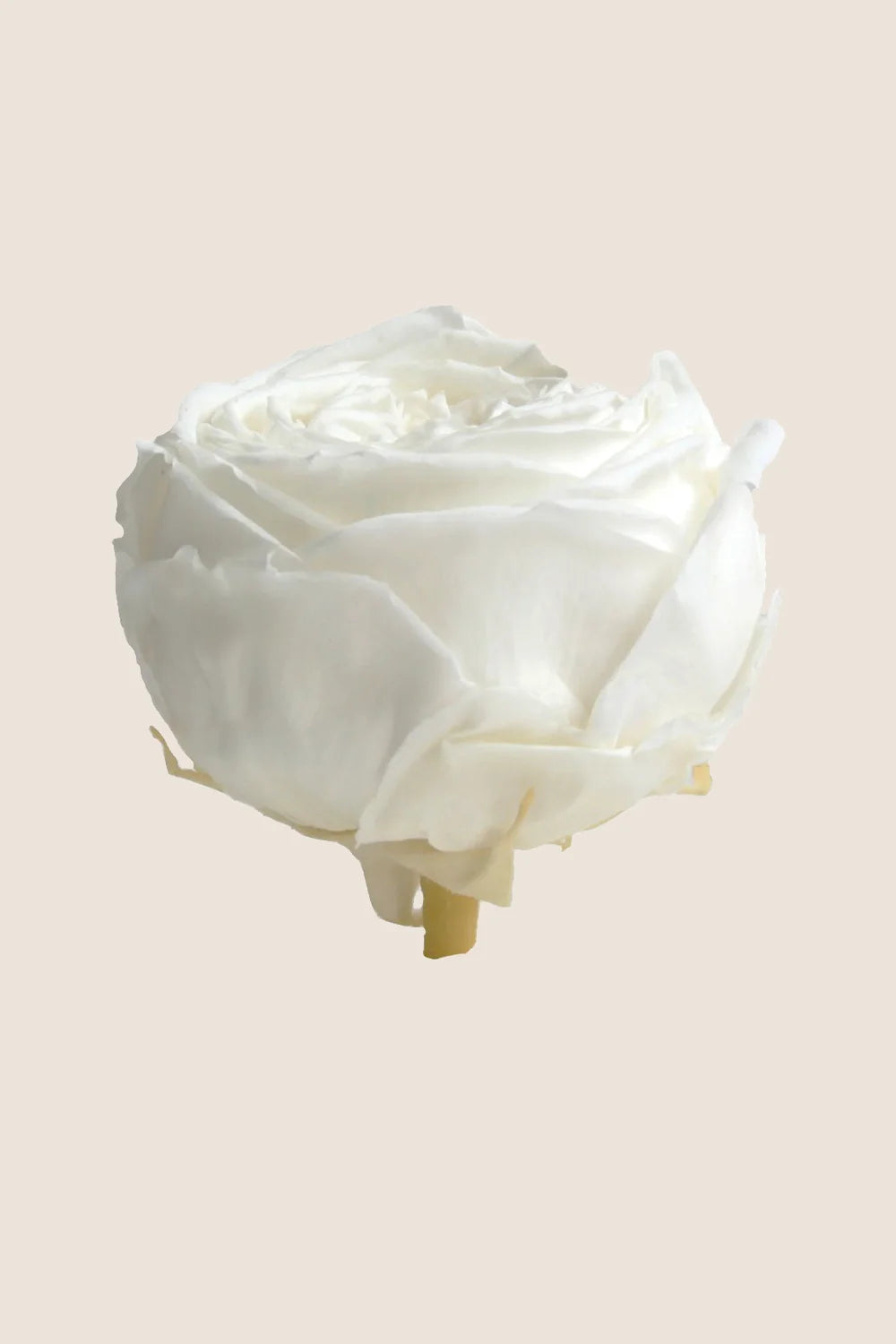 Mini-rosiers de jardin en vrac - Paquet de 25 u.
