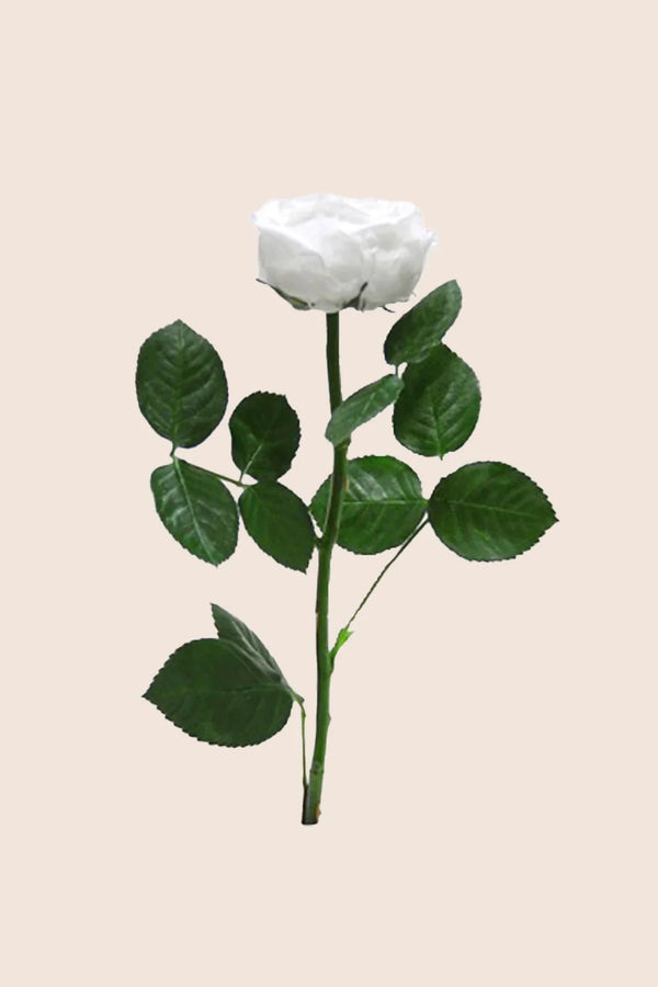 Mini Garden Stem Rose - Pack 25 u.