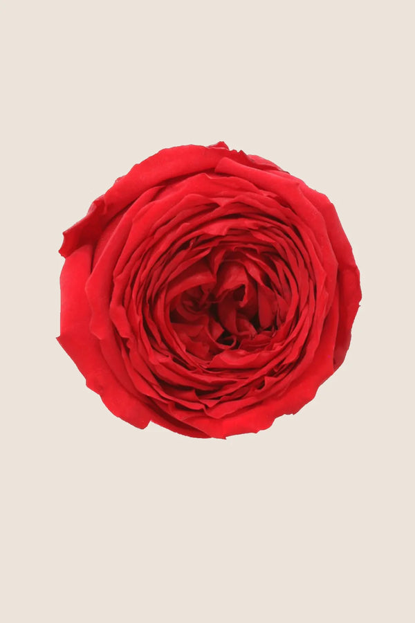 Mini Garden Stem Rose Bulk - Pack 25 u.