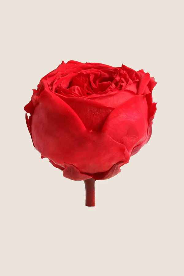 Mini Garden Stem Rose Bulk - Pack 25 u.