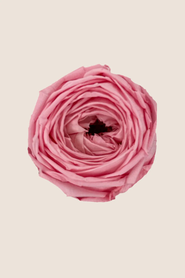 Mini Garden Stem Rose Bulk - Pack 25 u.