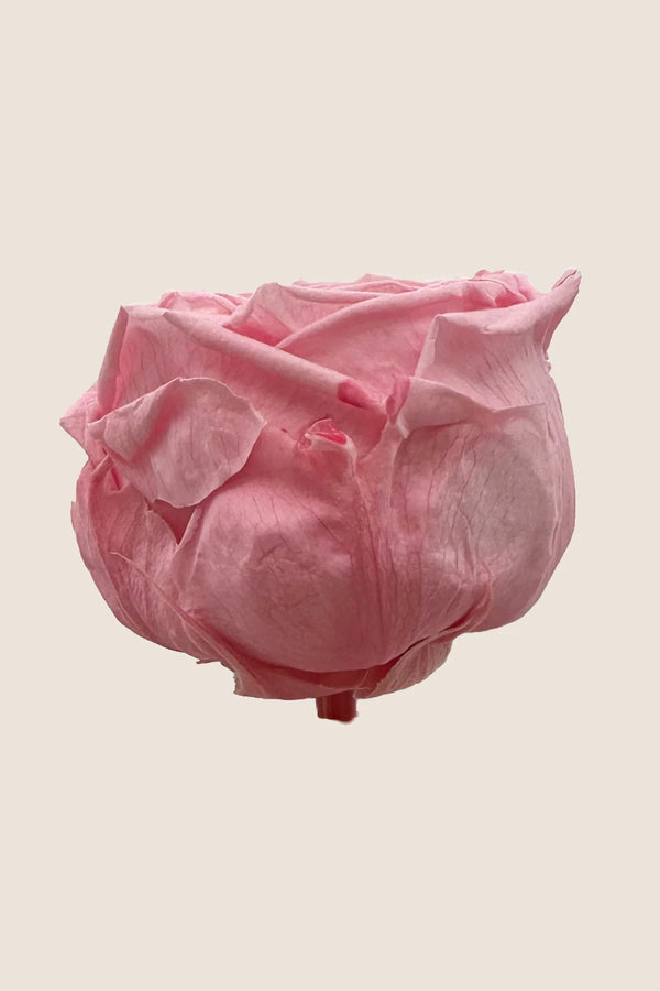 Mini Garden Stem Rose Bulk - Pack 25 u.