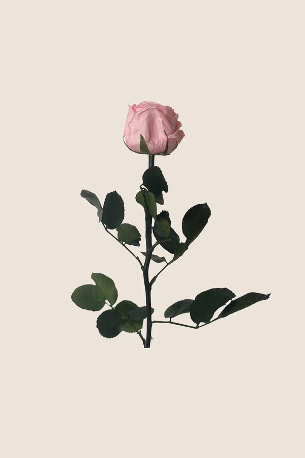 Mini Garden Stem Rose - Pack 25 u.