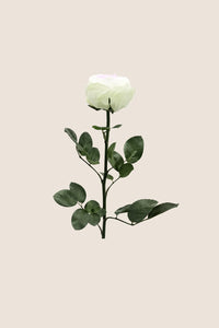 Blanc / Rose pastel / Vert pastel