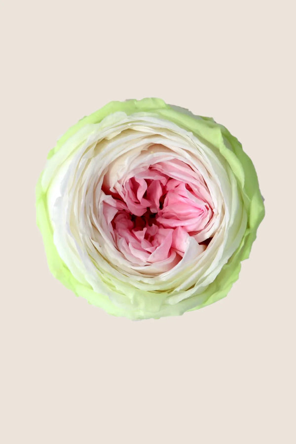 Mini Garden Stem Rose Bulk - Pack 25 u.