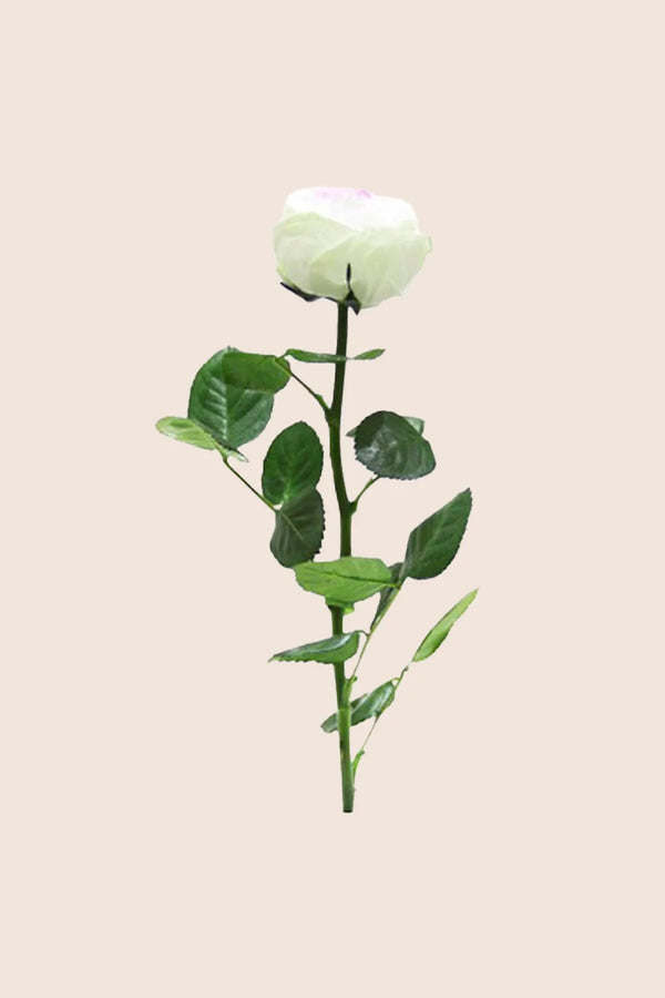 Mini Garden Stem Rose - Pack 25 u.