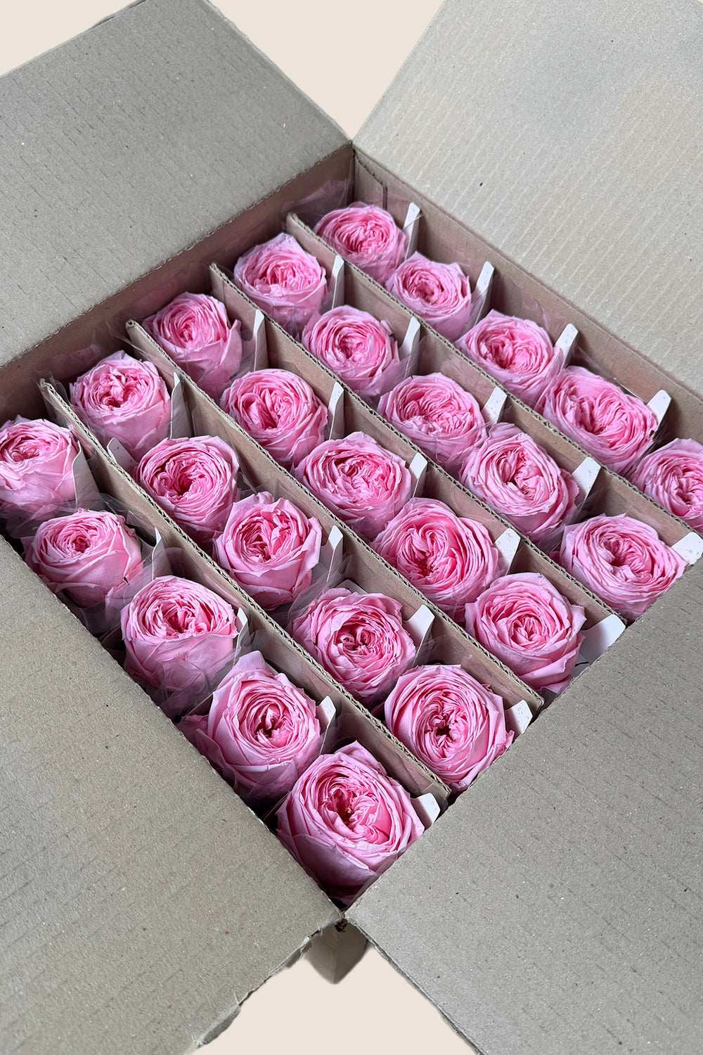 Mini-rosiers de jardin en vrac - Paquet de 25 u.