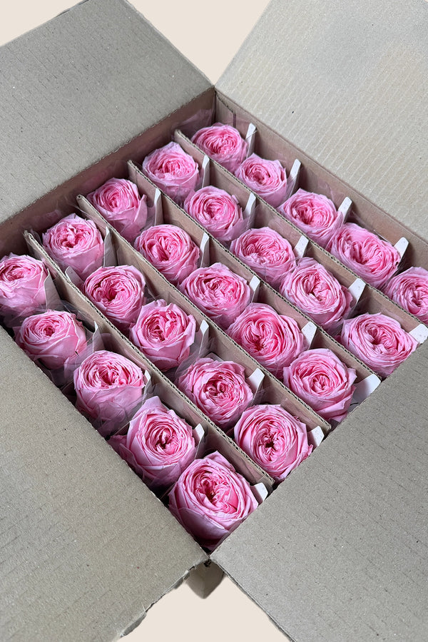 Mini Garden Stem Rose Bulk - Pack 25 u.