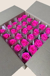 Rose vif