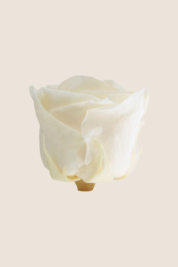 Amorosa Standard Bulk - Pack 30 u.