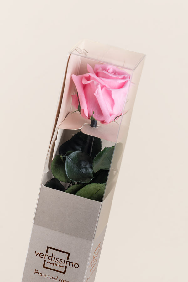 Amorosa Standard Gift Box - Pack 20 u.