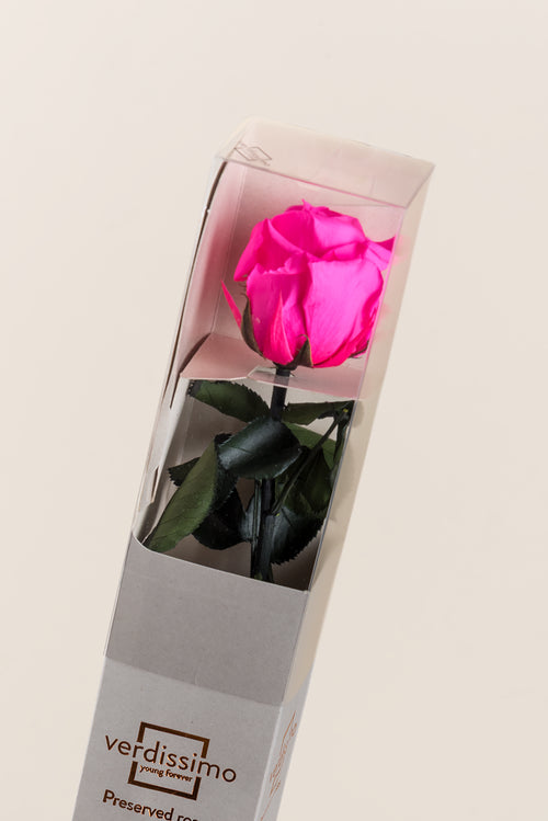 Amorosa Standard Gift Box - Pack 20 u.