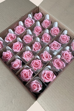 Pastel Pink