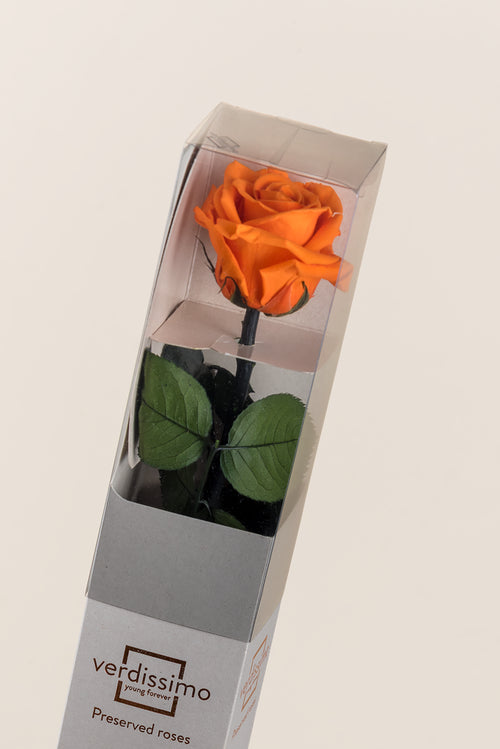 Amorosa Standard Gift Box - Pack 20 u.