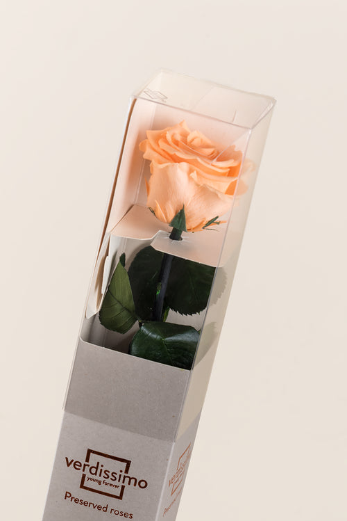 Amorosa Standard Gift Box - Pack 20 u.