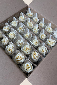 Vanilla Cream