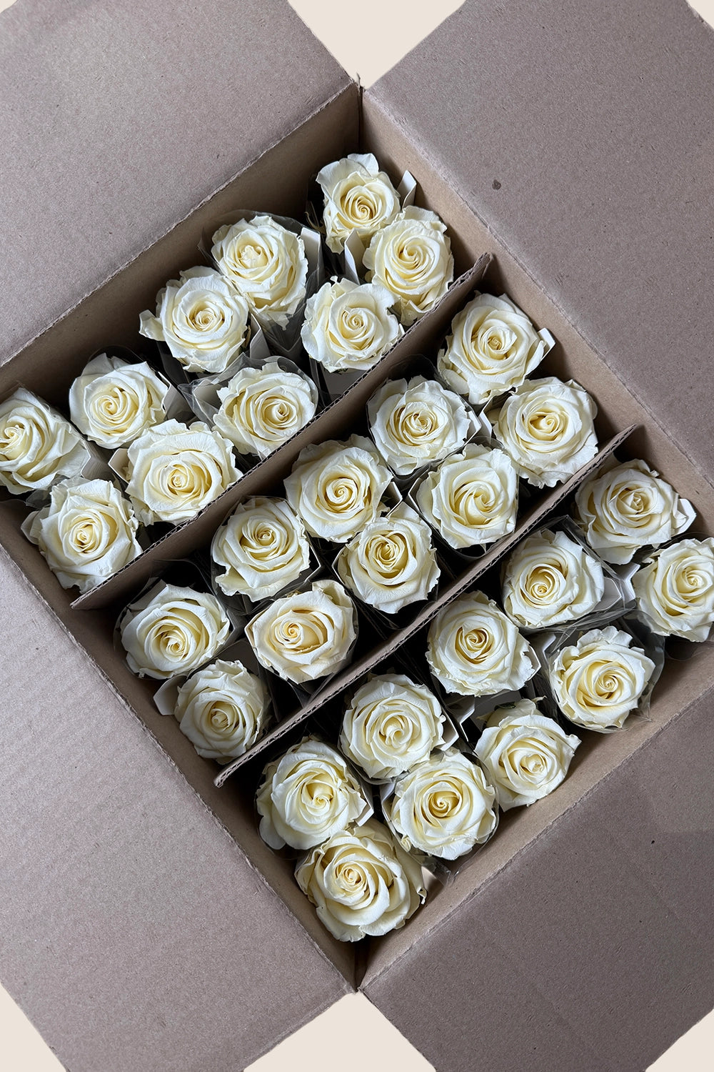 Amorosa Standardgroßpackung – Pack mit 30 Stk.