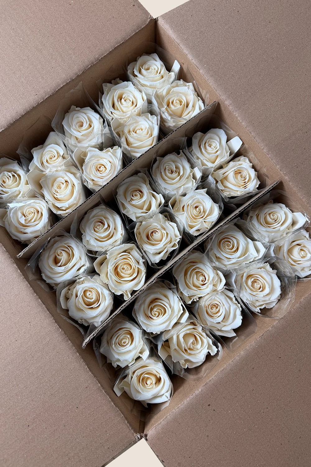 Amorosa Standardgroßpackung – Pack mit 30 Stk.