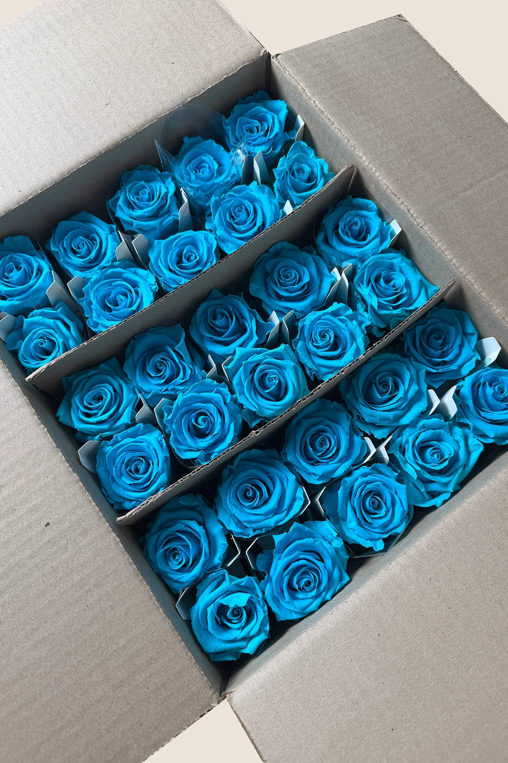 Amorosa Standardgroßpackung – Pack mit 30 Stk.