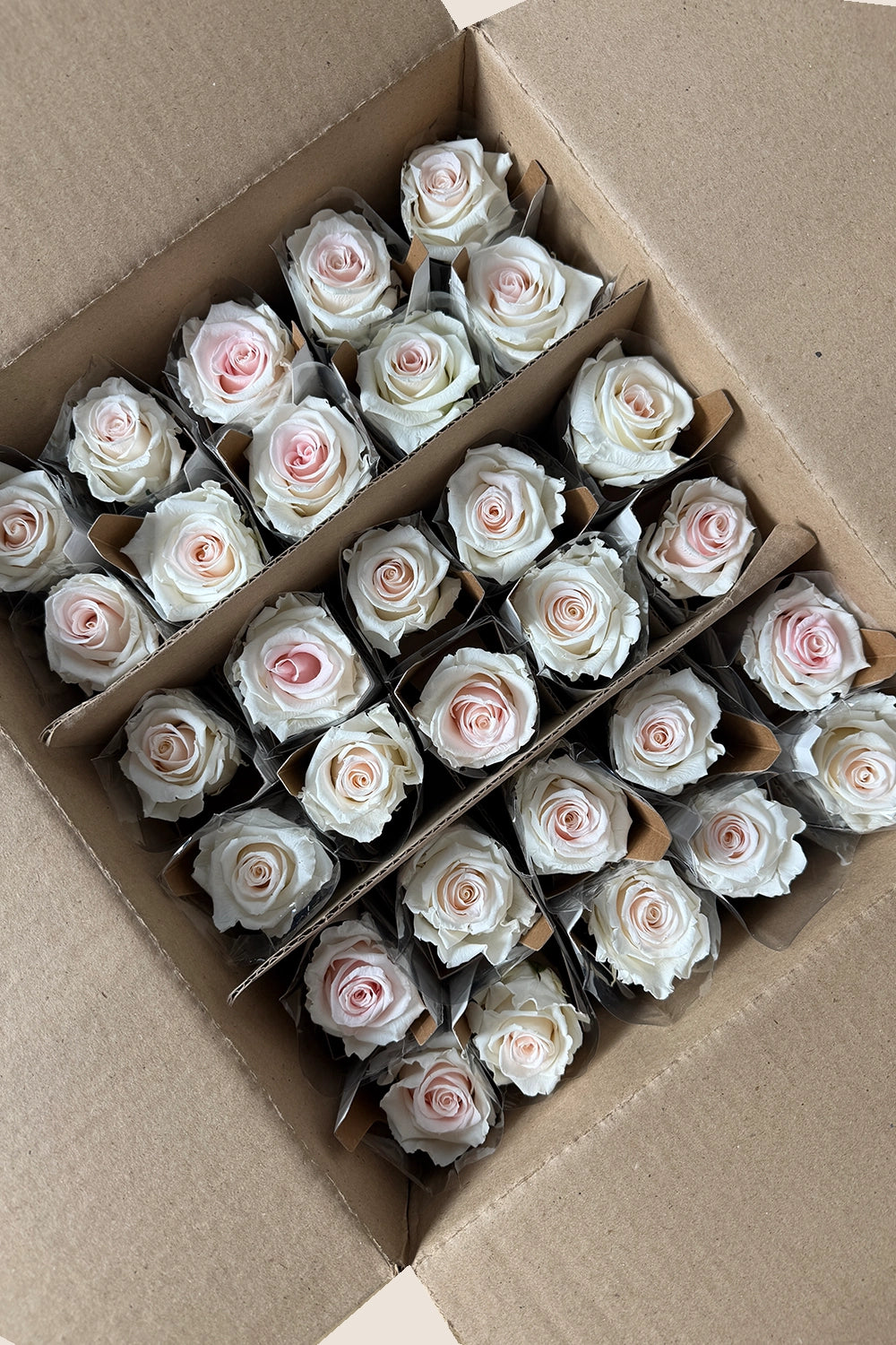 Amorosa Standardgroßpackung – Pack mit 30 Stk.