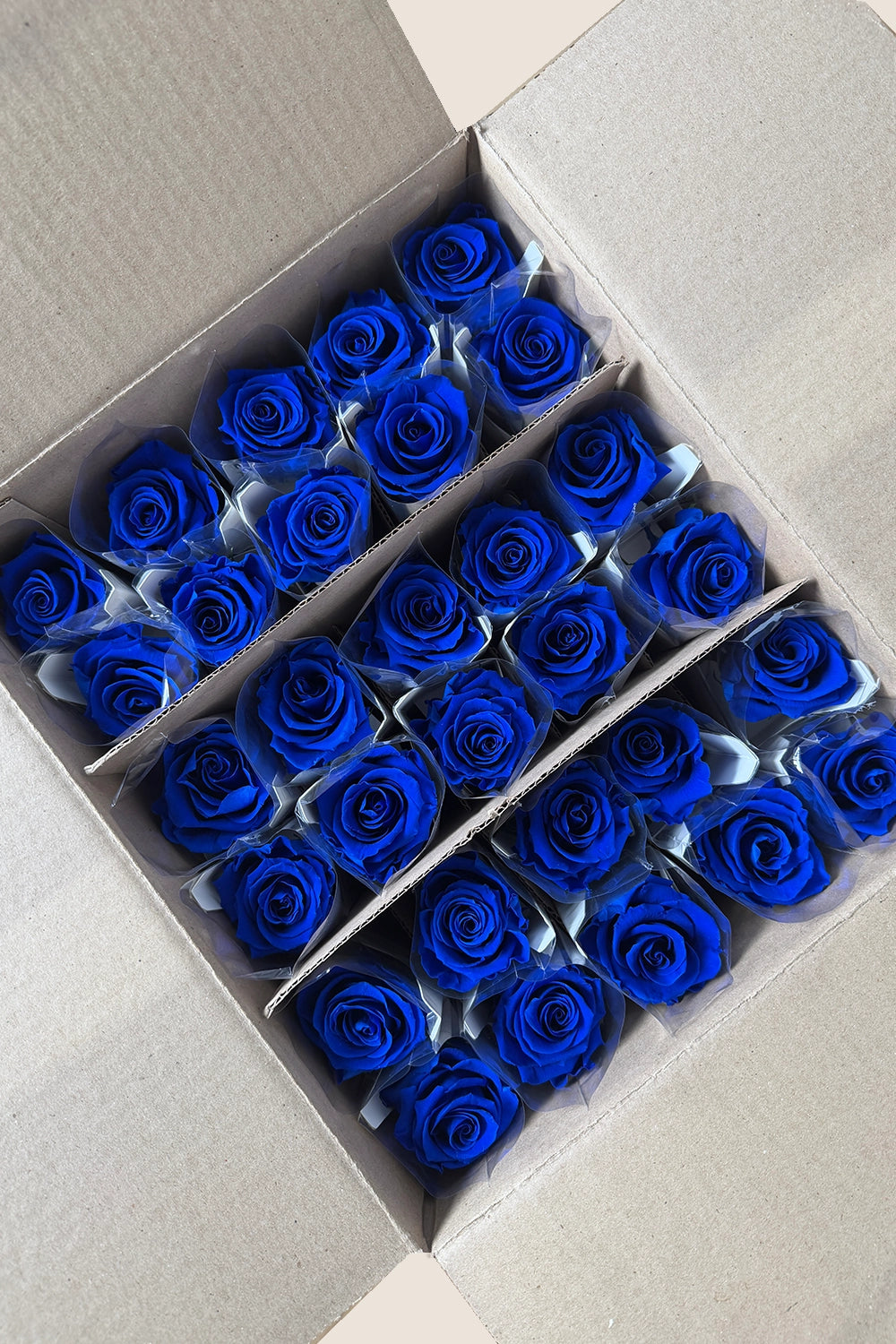 Amorosa Standardgroßpackung – Pack mit 30 Stk.