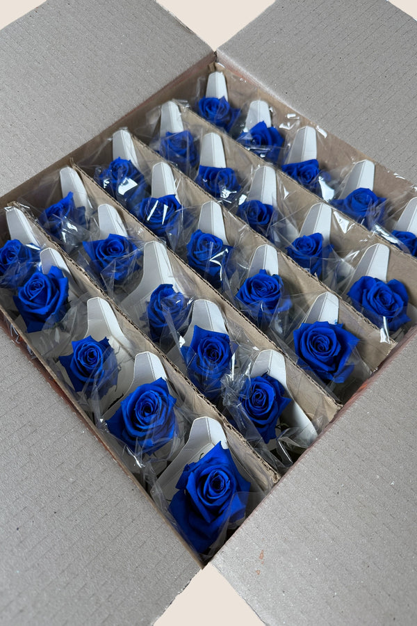 Amorosa Mini Bulk - Pack 25 u.