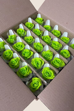 Lime Green