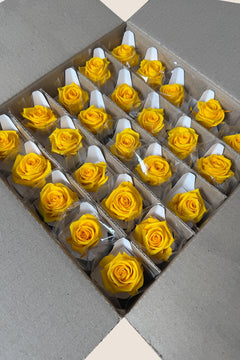 Warm Yellow