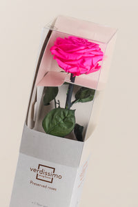 Rose vif