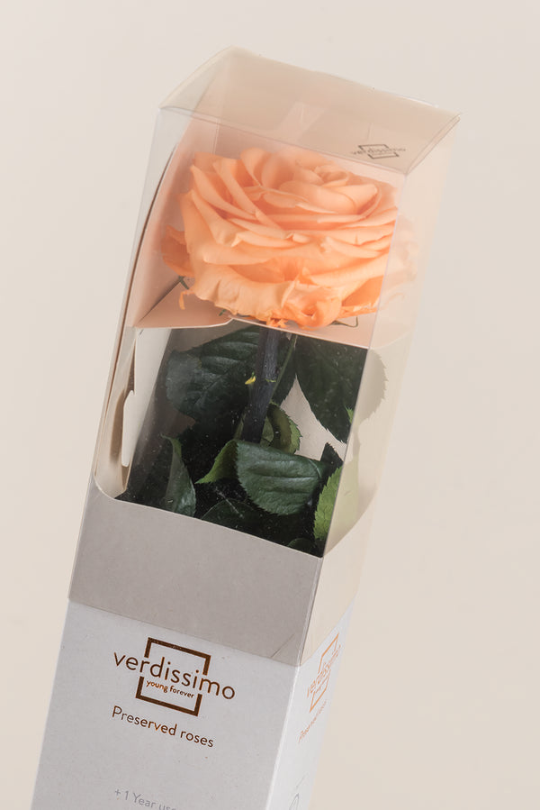 Amorosa Premium Gift Box - Pack 12 u.