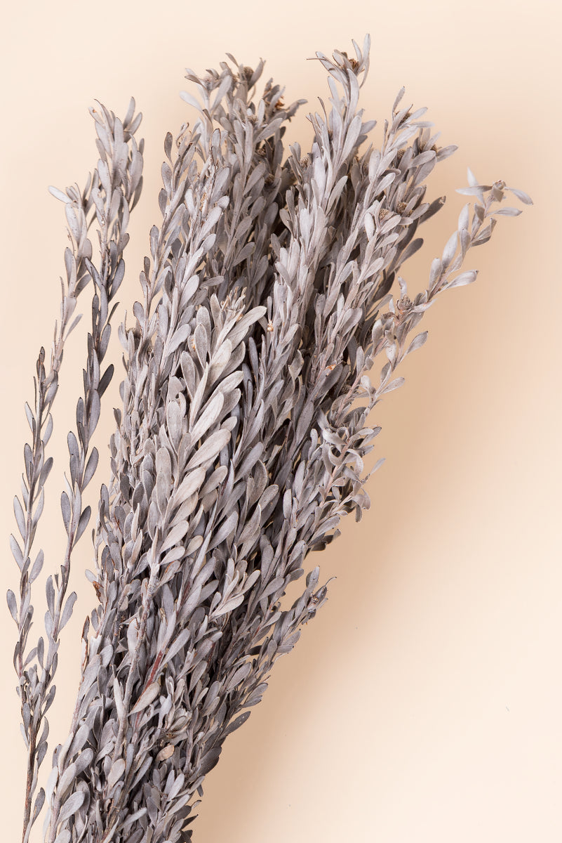 Pubescens