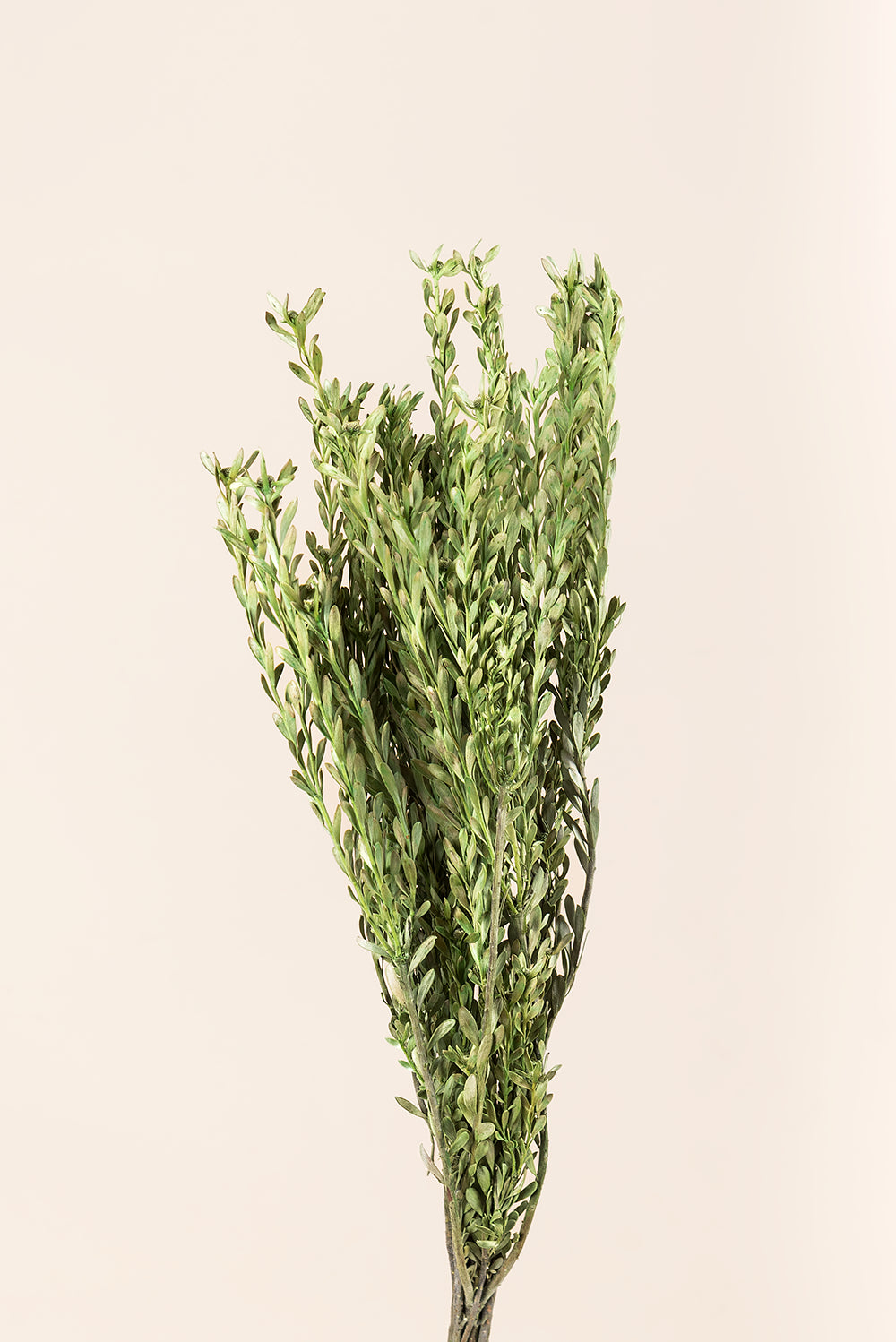 Pubescens