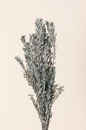 Pubescens
