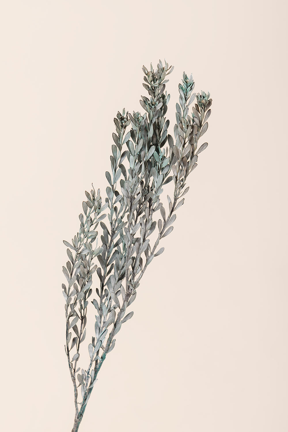 Pubescens
