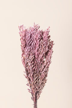 Dusty Pink