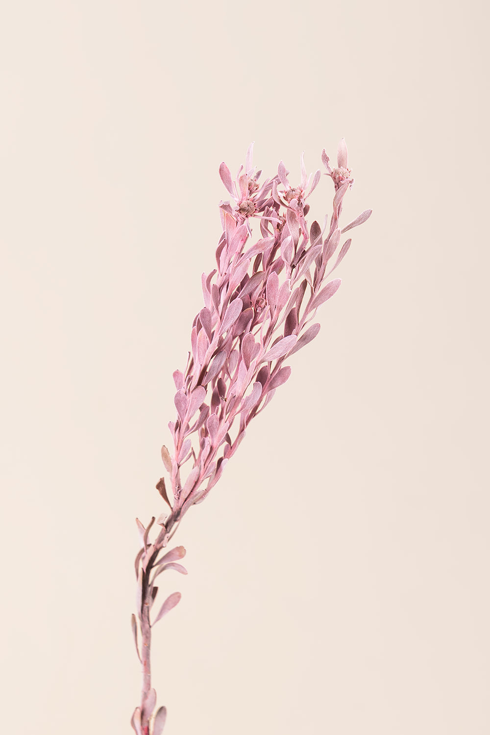 Pubescens