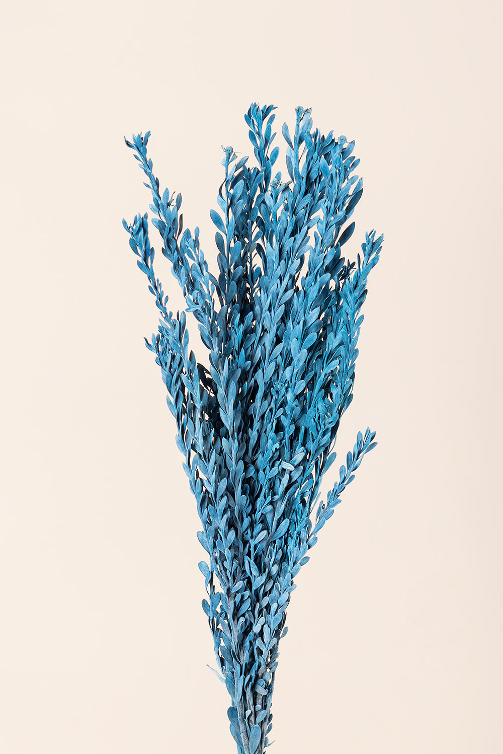 Pubescens